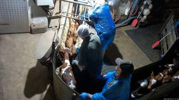 Calf on back on restraint - A calf is pushed onto their back in the stunning restraint.
TQM is Tasmania's largest sheep and calf slaughterhouse. In 2023 investigators installed hidden cameras to capture the handling and killing of thousands of calves and sheep. Calves are stunned with an electric stunner to paralyse them before their throats are slit. Many of these calves were so young and weak that they were unable to stand or walk properly, meaning that they were pushed, shoved, carried and dragged to their deaths. Dozens of these calves were stunned ineffectively, or not stunned at all because they were pushed upside down into the restraint or were so small that they fell through the bottom. These calves were tipped into the kill room and had their throats slit while fully conscious, struggling and trying to escape the hands and knife that ended their life. - Captured at Tasmanian Quality Meats Abattoir, Cressy TAS Australia.