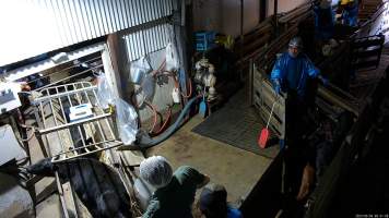 Calf tries to escape from stunning restraint - A calf tries to jump out of the restraint. 

TQM is Tasmania's largest sheep and calf slaughterhouse. In 2023 investigators installed hidden cameras to capture the handling and killing of thousands of calves and sheep. Calves are stunned with an electric stunner to paralyse them before their throats are slit. Many of these calves were so young and weak that they were unable to stand or walk properly, meaning that they were pushed, shoved, carried and dragged to their deaths. Dozens of these calves were stunned ineffectively, or not stunned at all because they were pushed upside down into the restraint or were so small that they fell through the bottom. These calves were tipped into the kill room and had their throats slit while fully conscious, struggling and trying to escape the hands and knife that ended their life. - Captured at Tasmanian Quality Meats Abattoir, Cressy TAS Australia.