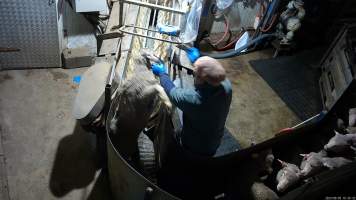 A sheep is thrown in the race - In 2023 investigators installed hidden cameras to capture the handling and killing of thousands of calves and sheep. Over the course of a month, we installed cameras at TQM slaughterhouse, capturing the brutal treatment and slaughter of thousands of sheep and week-old calves, many who were pushed, thrown, beaten and even killed while fully conscious. Our cameras filmed the use of dogs to herd and harass terrified sheep, who were then shoved, thrown and hit with paddles and pipes to force them towards the electric stunner. These dogs were then returned to metal and concrete cages, where they were left overnight, barking and running at the bars in boredom and frustration.
Workers were observed kicking, hitting, throwing and shoving sheep who were often terrified and panicked. - Captured at Tasmanian Quality Meats Abattoir, Cressy TAS Australia.