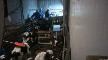 Worker using a paddle on calves in the race - Workers use paddles to force sheep and calves through the race and into the stunner. In 2023 investigators installed hidden cameras to capture the handling and killing of thousands of calves and sheep. Over the course of a month, we installed cameras at TQM slaughterhouse, capturing the brutal treatment and slaughter of thousands of sheep and week-old calves, many who were pushed, thrown, beaten and even killed while fully conscious. Workers were seen kicking, shoving, throwing and beating calves in the race, many of whom were to small or weak to walk by themselves. - Captured at Tasmanian Quality Meats Abattoir, Cressy TAS Australia.