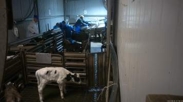 Bobby calves in race - Workers use paddles to force sheep and calves through the race and into the stunner. In 2023 investigators installed hidden cameras to capture the handling and killing of thousands of calves and sheep. Over the course of a month, we installed cameras at TQM slaughterhouse, capturing the brutal treatment and slaughter of thousands of sheep and week-old calves, many who were pushed, thrown, beaten and even killed while fully conscious. Workers were seen kicking, shoving, throwing and beating calves in the race, many of whom were to small or weak to walk by themselves. - Captured at Tasmanian Quality Meats Abattoir, Cressy TAS Australia.