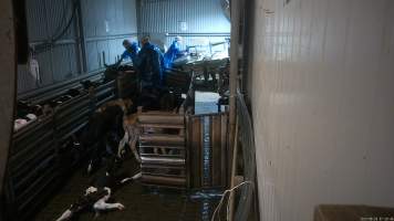 Bobby calf crawls on floor of the race - A calf crawls on the floor of the race, which is covered in water, urine and faeces. Workers use paddles to force sheep and calves through the race and into the stunner. In 2023 investigators installed hidden cameras to capture the handling and killing of thousands of calves and sheep. Over the course of a month, we installed cameras at TQM slaughterhouse, capturing the brutal treatment and slaughter of thousands of sheep and week-old calves, many who were pushed, thrown, beaten and even killed while fully conscious. Workers were seen kicking, shoving, throwing and beating calves in the race, many of whom were to small or weak to walk by themselves. - Captured at Tasmanian Quality Meats Abattoir, Cressy TAS Australia.