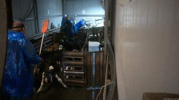 Worker uses a paddle on a weak bobby calf - Workers use paddles to force sheep and calves through the race and into the stunner. In 2023 investigators installed hidden cameras to capture the handling and killing of thousands of calves and sheep. Over the course of a month, we installed cameras at TQM slaughterhouse, capturing the brutal treatment and slaughter of thousands of sheep and week-old calves, many who were pushed, thrown, beaten and even killed while fully conscious. Workers were seen kicking, shoving, throwing and beating calves in the race, many of whom were to small or weak to walk by themselves. - Captured at Tasmanian Quality Meats Abattoir, Cressy TAS Australia.