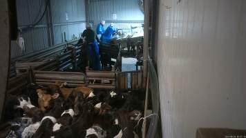 Bobby calves in race - Workers use paddles to force sheep and calves through the race and into the stunner. In 2023 investigators installed hidden cameras to capture the handling and killing of thousands of calves and sheep. Over the course of a month, we installed cameras at TQM slaughterhouse, capturing the brutal treatment and slaughter of thousands of sheep and week-old calves, many who were pushed, thrown, beaten and even killed while fully conscious. Workers were seen kicking, shoving, throwing and beating calves in the race, many of whom were to small or weak to walk by themselves. - Captured at Tasmanian Quality Meats Abattoir, Cressy TAS Australia.
