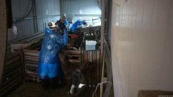 A bobby calf sniffs at a worker while awaiting slaughter - Bobby calves are separated from their mothers within 24 hours of their birth. Desperate for warmth and affection, they are often observed attempting to suckle the hands and clothes of the workers who herd them to their deaths.
Workers use paddles to force sheep and calves through the race and into the stunner. In 2023 investigators installed hidden cameras to capture the handling and killing of thousands of calves and sheep. Over the course of a month, we installed cameras at TQM slaughterhouse, capturing the brutal treatment and slaughter of thousands of sheep and week-old calves, many who were pushed, thrown, beaten and even killed while fully conscious. Workers were seen kicking, shoving, throwing and beating calves in the race, many of whom were to small or weak to walk by themselves. - Captured at Tasmanian Quality Meats Abattoir, Cressy TAS Australia.