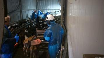 Workers use paddles on emaciated calves - Bobby calves are separated from their mothers within 24 hours of birth. Considered wastage to the dairy industry as males, will often feed them little between taking them from their mother's and sending them to the slaughterhouse, at around 1 week old. Many calves arrive at the slaughterhouse sick, emaciated and barely able to stand or walk.  

Workers use paddles to force sheep and calves through the race and into the stunner. In 2023 investigators installed hidden cameras to capture the handling and killing of thousands of calves and sheep. Over the course of a month, we installed cameras at TQM slaughterhouse, capturing the brutal treatment and slaughter of thousands of sheep and week-old calves, many who were pushed, thrown, beaten and even killed while fully conscious. Workers were seen kicking, shoving, throwing and beating calves in the race, many of whom were to small or weak to walk by themselves. - Captured at Tasmanian Quality Meats Abattoir, Cressy TAS Australia.