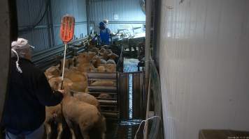 A worker hits sheep with a paddle - Workers use paddles to force sheep and calves through the race and into the stunner. In 2023 investigators installed hidden cameras to capture the handling and killing of thousands of calves and sheep. Over the course of a month, we installed cameras at TQM slaughterhouse, capturing the brutal treatment and slaughter of thousands of sheep and week-old calves, many who were pushed, thrown, beaten and even killed while fully conscious. Workers were seen kicking, shoving, throwing and beating sheep in the race. Our cameras also filmed the use of dogs to herd and harass terrified sheep, who were then shoved, thrown and hit with paddles and pipes to force them towards the electric stunner. These dogs were then returned to metal and concrete cages, where they were left overnight, barking and running at the bars in boredom and frustration. - Captured at Tasmanian Quality Meats Abattoir, Cressy TAS Australia.