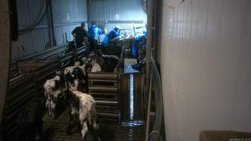 Calves in the race - Workers use paddles to force sheep and calves through the race and into the stunner. In 2023 investigators installed hidden cameras to capture the handling and killing of thousands of calves and sheep. Over the course of a month, we installed cameras at TQM slaughterhouse, capturing the brutal treatment and slaughter of thousands of sheep and week-old calves, many who were pushed, thrown, beaten and even killed while fully conscious. Workers were seen kicking, shoving, throwing and beating calves in the race, many of whom were to small and weak to stand or walk. - Captured at Tasmanian Quality Meats Abattoir, Cressy TAS Australia.