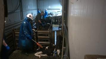 Sheep & calf slaughter at Tasmanian Quality Meats slaughterhouse - Bobby calves are separated from their mothers within 24 hours of birth. They often arrive at the slaughterhouse too weak to stand or walk. 

Workers use paddles to force sheep and calves through the race and into the stunner. In 2023 investigators installed hidden cameras to capture the handling and killing of thousands of calves and sheep. Over the course of a month, we installed cameras at TQM slaughterhouse, capturing the brutal treatment and slaughter of thousands of sheep and week-old calves, many who were pushed, thrown, beaten and even killed while fully conscious. Workers were seen kicking, shoving, throwing and beating calves in the race, many of whom were to small and weak to stand or walk. - Captured at Tasmanian Quality Meats Abattoir, Cressy TAS Australia.