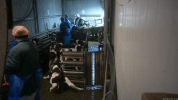 A calf slips in the race - A bobby calf slips on the floor of the race, which is covered in water, urine and faeces. 

Workers use paddles to force sheep and calves through the race and into the stunner. In 2023 investigators installed hidden cameras to capture the handling and killing of thousands of calves and sheep. Over the course of a month, we installed cameras at TQM slaughterhouse, capturing the brutal treatment and slaughter of thousands of sheep and week-old calves, many who were pushed, thrown, beaten and even killed while fully conscious. Workers were seen kicking, shoving, throwing and beating calves in the race, many of whom were to small and weak to stand or walk. - Captured at Tasmanian Quality Meats Abattoir, Cressy TAS Australia.