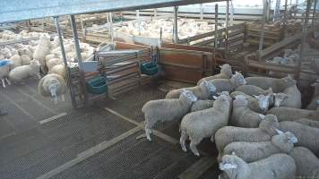 Sheep jumping in holding pens - Workers use paddles and dogs to force sheep from the pens, through the race and into the stunner. In 2023 investigators installed hidden cameras to capture the handling and killing of thousands of calves and sheep. Over the course of a month, we installed cameras at TQM slaughterhouse, capturing the brutal treatment and slaughter of thousands of sheep and week-old calves, many who were pushed, thrown, beaten and even killed while fully conscious. Workers were seen kicking, shoving, throwing and beating sheep in the race. Our cameras also filmed the use of dogs to herd and harass terrified sheep, who were then shoved, thrown and hit with paddles and pipes to force them towards the electric stunner. These dogs were then returned to metal and concrete cages, where they were left overnight, barking and running at the bars in boredom and frustration. - Captured at Tasmanian Quality Meats Abattoir, Cressy TAS Australia.