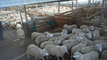 Sheep jumping in holding pens - Workers use paddles and dogs to force sheep from the pens, through the race and into the stunner. In 2023 investigators installed hidden cameras to capture the handling and killing of thousands of calves and sheep. Over the course of a month, we installed cameras at TQM slaughterhouse, capturing the brutal treatment and slaughter of thousands of sheep and week-old calves, many who were pushed, thrown, beaten and even killed while fully conscious. Workers were seen kicking, shoving, throwing and beating sheep in the race. Our cameras also filmed the use of dogs to herd and harass terrified sheep, who were then shoved, thrown and hit with paddles and pipes to force them towards the electric stunner. These dogs were then returned to metal and concrete cages, where they were left overnight, barking and running at the bars in boredom and frustration. - Captured at Tasmanian Quality Meats Abattoir, Cressy TAS Australia.