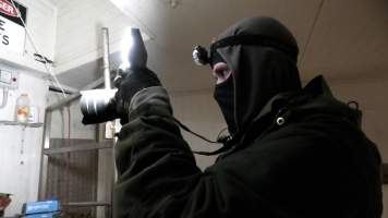 An investigator films inside the kill room - TQM is Tasmania's largest sheep and calf slaughterhouse. In 2023 investigators installed hidden cameras to capture the handling and killing of thousands of calves and sheep. Over the course of a month, we installed cameras at TQM slaughterhouse, capturing the brutal treatment and slaughter of thousands of sheep and week-old calves, many who were pushed, thrown, beaten and even killed while fully conscious. 

We witnessed the brutal slaughter of week-old bobby calves, who we met and spent time with in the holding pens the night before they were killed. Many of these calves were so young and weak that they were unable to stand or walk properly, meaning that they were pushed, shoved, carried and dragged to their deaths. Dozens of these calves were stunned ineffectively, or not stunned at all because they were pushed upside down into the restraint or were so small that they fell through the bottom. These calves were tipped into the kill room and had their throats slit while fully conscious, struggling and trying to escape the hands and knife that ended their life. - Captured at Tasmanian Quality Meats Abattoir, Cressy TAS Australia.