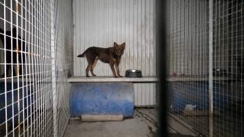 Dogs are kept in concrete cages overnight - TQM is Tasmania's largest sheep and calf slaughterhouse. In 2023 investigators installed hidden cameras to capture the handling and killing of thousands of calves and sheep. Our cameras filmed the use of dogs to herd and harass terrified sheep, who were then shoved, thrown and hit with paddles and pipes to force them towards the electric stunner. These dogs were then returned to metal and concrete cages, where they were left overnight, barking and running at the bars in boredom and frustration. Dogs were filmed in cages on nights were it temperatures dropped as low as 4°C. - Captured at Tasmanian Quality Meats Abattoir, Cressy TAS Australia.