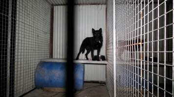 Dogs are kept in concrete cages overnight - TQM is Tasmania's largest sheep and calf slaughterhouse. In 2023 investigators installed hidden cameras to capture the handling and killing of thousands of calves and sheep. Our cameras filmed the use of dogs to herd and harass terrified sheep, who were then shoved, thrown and hit with paddles and pipes to force them towards the electric stunner. These dogs were then returned to metal and concrete cages, where they were left overnight, barking and running at the bars in boredom and frustration. Dogs were filmed in cages on nights were it temperatures dropped as low as 4°C. - Captured at Tasmanian Quality Meats Abattoir, Cressy TAS Australia.