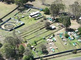 Captured at Greyhound training, Londonderry NSW Australia.