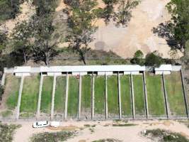 Captured at Greyhound Training - Unknown, Londonderry NSW Australia.