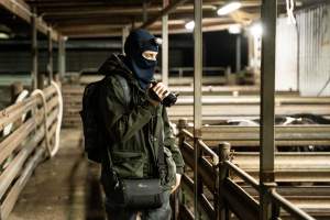 An investigator films bobby calves in the holding pens - Captured at Tasmanian Quality Meats Abattoir, Cressy TAS Australia.