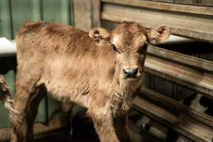 Bobby calf in holding pen - Investigators spent time with bobby calves in the holding pens, the night before they were to be killed. - Captured at Tasmanian Quality Meats Abattoir, Cressy TAS Australia.