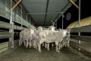 Sheep in holding pen - Investigators spent time with sheep in the holding pens, the night before they were to be killed. - Captured at Tasmanian Quality Meats Abattoir, Cressy TAS Australia.