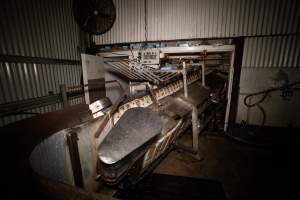 Restraint conveyor - A conveyor belt restraint used to inhibit the movement of calves and sheep so that they can be immobilised with an electric stunning device. - Captured at Tasmanian Quality Meats Abattoir, Cressy TAS Australia.