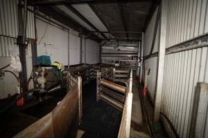 Race - The race which leads from the holding pens to the electric stunner. Sheep and calves are forced up the race using paddles and, in the case of sheep, dogs. - Captured at Tasmanian Quality Meats Abattoir, Cressy TAS Australia.