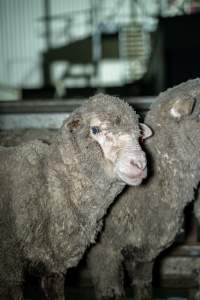 Sheep in holding pen - Investigators spent time with sheep in the holding pens, the night before they were to be killed. - Captured at Tasmanian Quality Meats Abattoir, Cressy TAS Australia.