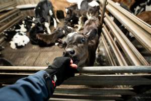 An investigator interacts with a bobby calf - Investigators spent time with bobby calves in the holding pens, the night before they were to be killed. - Captured at Tasmanian Quality Meats Abattoir, Cressy TAS Australia.