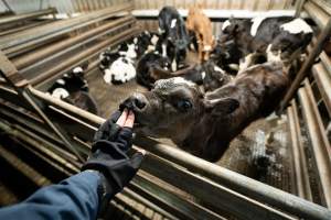 An investigator interacts with a bobby calf - Investigators spent time with bobby calves in the holding pens, the night before they were to be killed. - Captured at Tasmanian Quality Meats Abattoir, Cressy TAS Australia.