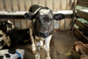 Bobby calf in holding pen - Investigators spent time with bobby calves in the holding pens, the night before they were to be killed. - Captured at Tasmanian Quality Meats Abattoir, Cressy TAS Australia.