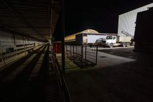 View towards the holding pens, unloading ramp and race - Looking towards the area where bobby calves are unloaded into the holding pens, and where the race connects the holding pens to the kill room. - Captured at Tasmanian Quality Meats Abattoir, Cressy TAS Australia.