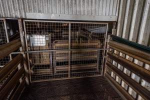 Barred gate into the race - This barred gate separates the holding pens from the race which leads to the restraint and stunning device. - Captured at Tasmanian Quality Meats Abattoir, Cressy TAS Australia.