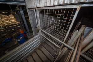 Barred gate into the race - This barred gate separates the holding pens from the race which leads to the restraint and stunning device. - Captured at Tasmanian Quality Meats Abattoir, Cressy TAS Australia.