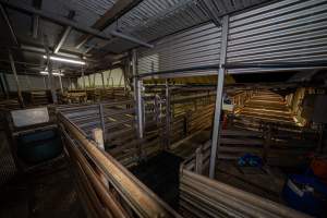 Empty holding pens - During the week these pens are used to hold sheep and calves overnight before they are slaughtered. - Captured at Tasmanian Quality Meats Abattoir, Cressy TAS Australia.