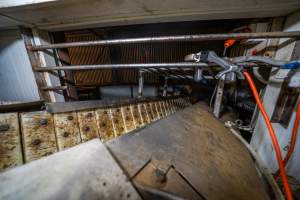 Conveyor belt restrainer and electric stunner - A conveyor belt restraint used to inhibit the movement of calves and sheep so that they can be immobilised with an electric stunning device. - Captured at Tasmanian Quality Meats Abattoir, Cressy TAS Australia.