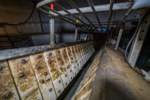 Conveyor belt restrainer and electric stunner - A conveyor belt restraint used to inhibit the movement of calves and sheep so that they can be immobilised with an electric stunning device. - Captured at Tasmanian Quality Meats Abattoir, Cressy TAS Australia.