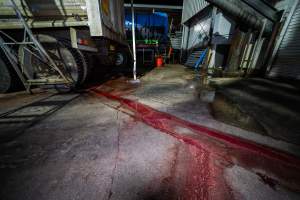Blood on the ground outside kill room - Blood seeps from the offal truck outside the kill room - Captured at Tasmanian Quality Meats Abattoir, Cressy TAS Australia.