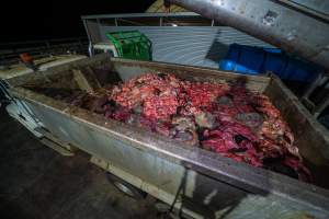 Offal truck - A truck full of organs, skin and body parts dumped out from a chute. - Captured at Tasmanian Quality Meats Abattoir, Cressy TAS Australia.