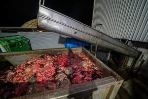 Offal truck - A truck full of organs, skin and body parts dumped out from a chute. - Captured at Tasmanian Quality Meats Abattoir, Cressy TAS Australia.