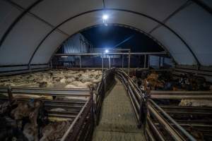 Sheep and bobby calves in holding pens - Captured at Tasmanian Quality Meats Abattoir, Cressy TAS Australia.