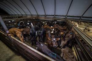 Bobby calves in holding pens - Investigators spent time with bobby calves in the holding pens, the night before they were to be killed. - Captured at Tasmanian Quality Meats Abattoir, Cressy TAS Australia.