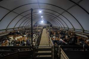 Bobby calves in holding pens - Bobby calves are held overnight in holding pens. - Captured at Tasmanian Quality Meats Abattoir, Cressy TAS Australia.