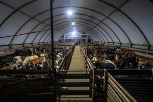 Bobby calves in holding pens - Bobby calves are held overnight in holding pens. - Captured at Tasmanian Quality Meats Abattoir, Cressy TAS Australia.