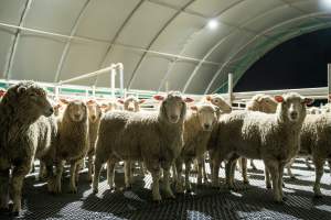 Sheep in the holding pens - Investigators spent time with sheep in the holding pens, the night before they were to be killed. - Captured at Tasmanian Quality Meats Abattoir, Cressy TAS Australia.