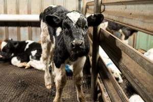 Bobby calf in holding pen - Investigators spent time with bobby calves in the holding pens, the night before they were to be killed. - Captured at Tasmanian Quality Meats Abattoir, Cressy TAS Australia.