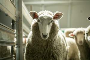 Sheep in holding pen - Investigators spent time with sheep in the holding pens, the night before they were to be killed. - Captured at Tasmanian Quality Meats Abattoir, Cressy TAS Australia.