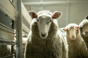Sheep in holding pen - Investigators spent time with sheep in the holding pens, the night before they were to be killed. - Captured at Tasmanian Quality Meats Abattoir, Cressy TAS Australia.