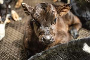 Bobby calf in holding pen - Investigators spent time with bobby calves in the holding pens, the night before they were to be killed. - Captured at Tasmanian Quality Meats Abattoir, Cressy TAS Australia.