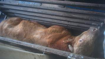 A cow in the knockbox - Cows are shot in the knockbox, directly opposite holding pens where cows and sheep wait to be killed. A rifle is used to shoot cows in the head, as a way of immobilising them before they are tipped into a kill room and have their throats slit. Footage captured by hidden cameras in 2023 showed cows being shot up to eight times, while still displaying signs of consciousness, including blinking. Other cows were filmed becoming stuck in the knockbox, and having to be forced into the kill room by workers, who used objects such as hammers and metal bars to force the cow inside. - Captured at The Local Meat Co, Claude Road TAS Australia.