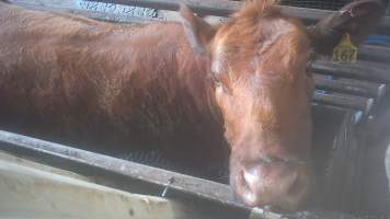 A cow in the knockbox - Cows are shot in the knockbox, directly opposite holding pens where cows and sheep wait to be killed. A rifle is used to shoot cows in the head, as a way of immobilising them before they are tipped into a kill room and have their throats slit. Footage captured by hidden cameras in 2023 showed cows being shot up to eight times, while still displaying signs of consciousness, including blinking. Other cows were filmed becoming stuck in the knockbox, and having to be forced into the kill room by workers, who used objects such as hammers and metal bars to force the cow inside. - Captured at The Local Meat Co, Claude Road TAS Australia.